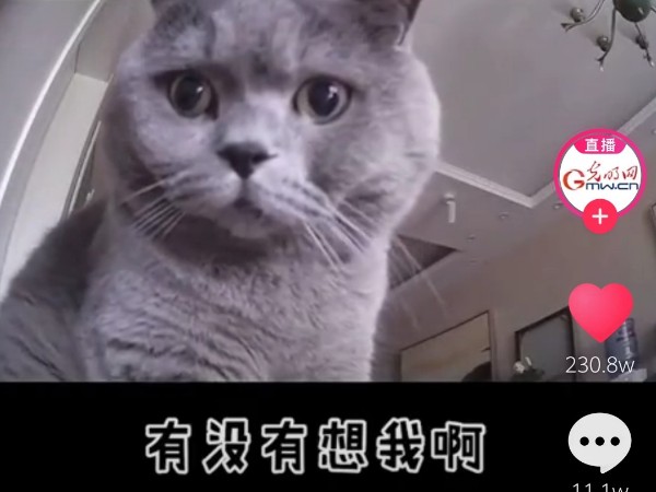 疫情當(dāng)前，安防監(jiān)控攝像頭下的“寵物”讓人淚目